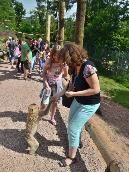 schwarz277.jpg - Feeding of the Barbary Macaques in Vogelpark