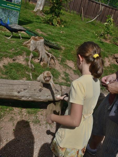 schwarz279.jpg - Feeding of the Barbary Macaques in Vogelpark