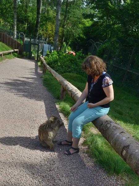 schwarz280.jpg - Feeding of the Barbary Macaques in Vogelpark