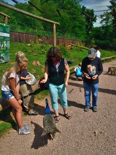 schwarz281.jpg - Feeding of the Barbary Macaques in Vogelpark