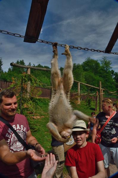 schwarz282.jpg - Feeding of the Barbary Macaques in Vogelpark