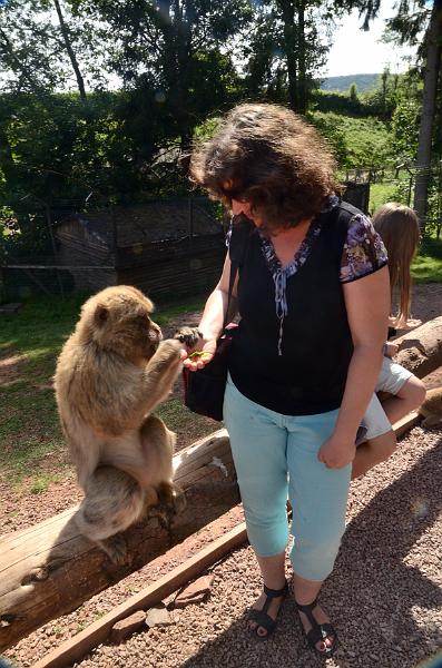 schwarz283.jpg - Feeding of the Barbary Macaques in Vogelpark