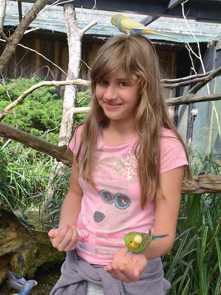 schwarz287.jpg - Feeding of the parrots in Vogelpark