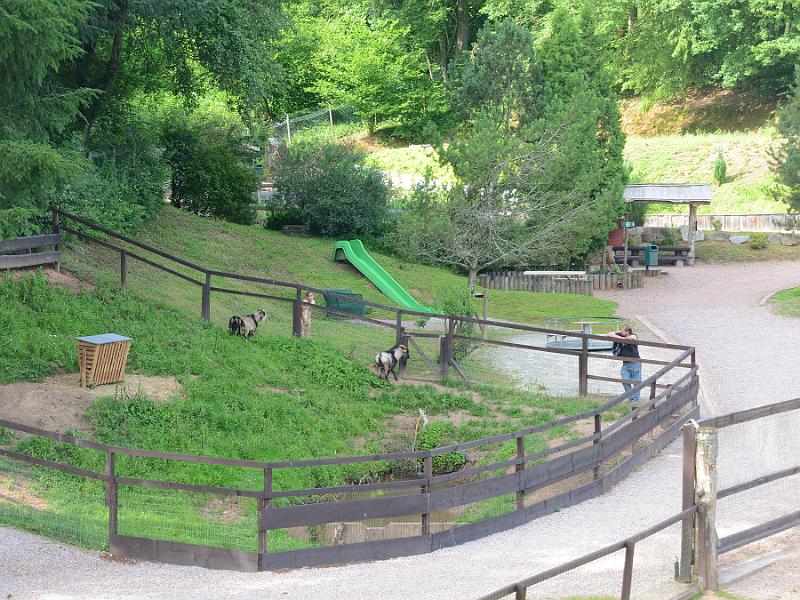 schwarz289.jpg - Vogelpark