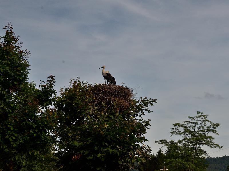 schwarz291.jpg - Vogelpark