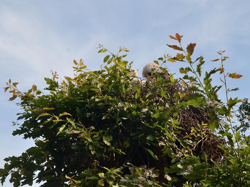 schwarz292.jpg - Vogelpark