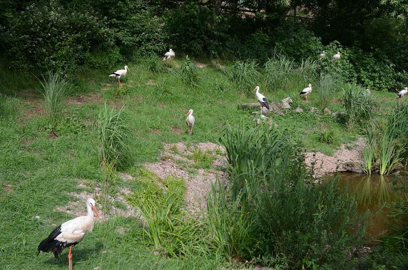 schwarz293.jpg - Vogelpark