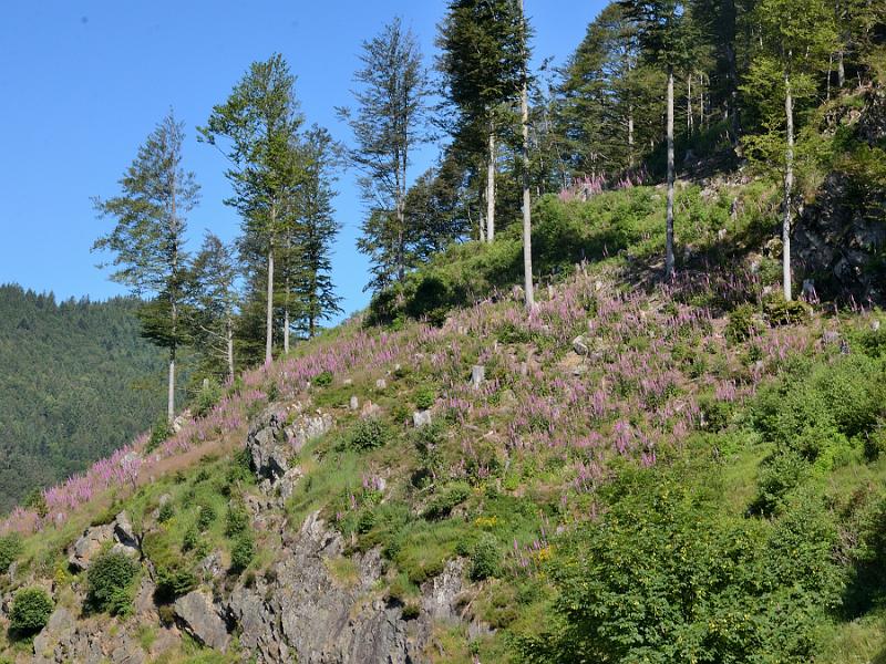 schwarz432.jpg - At the upper part of Todtnau waterfalls