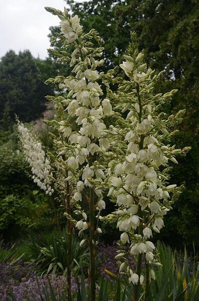 schwarz548.jpg - Gardens on Island Mainau