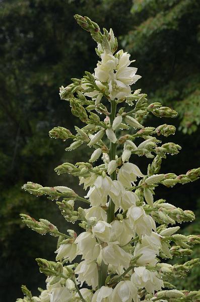 schwarz549.jpg - Gardens on Island Mainau