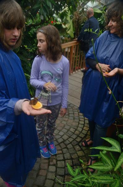 schwarz550.jpg - Butterflies on Island Mainau