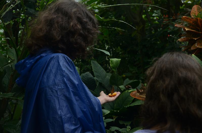 schwarz551.jpg - Butterflies on Island Mainau