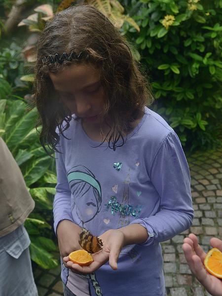 schwarz552.jpg - Butterflies on Island Mainau