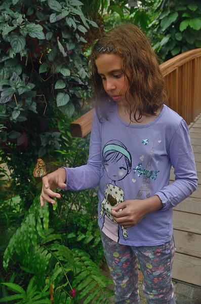 schwarz553.jpg - Butterflies on Island Mainau