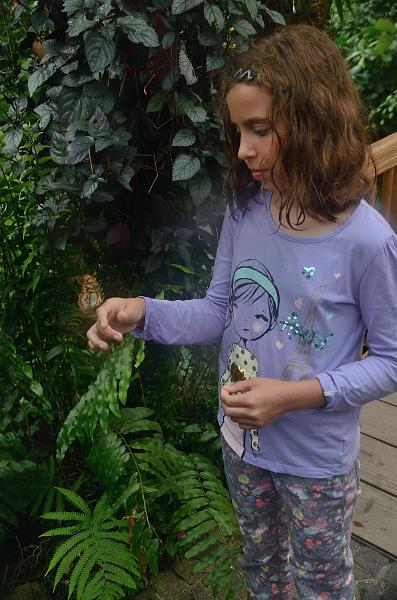 schwarz554.jpg - Butterflies on Island Mainau