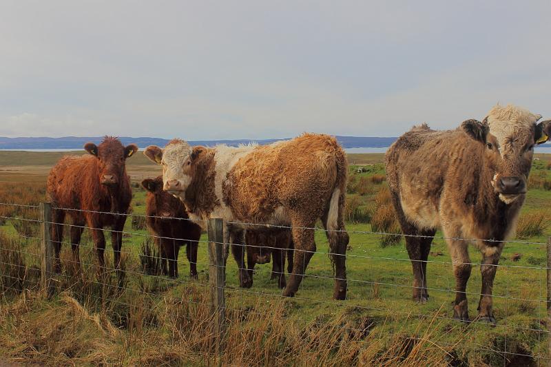 scotland161.JPG - Highland cattle - a Scottish cattle breed