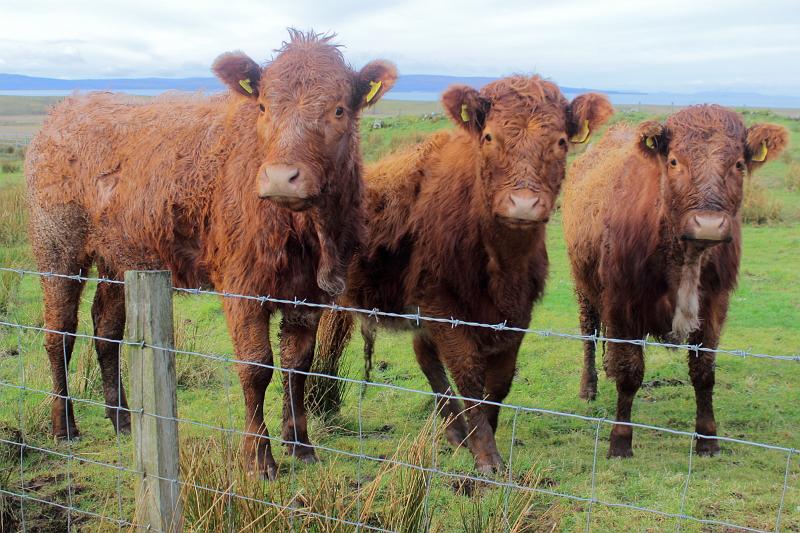 scotland162.JPG - Highland cattle - a Scottish cattle breed