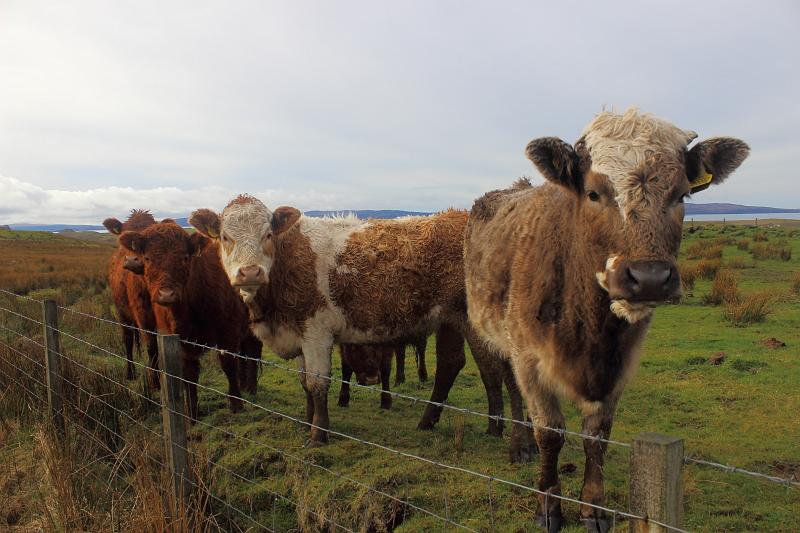 scotland163.JPG - Highland cattle - a Scottish cattle breed