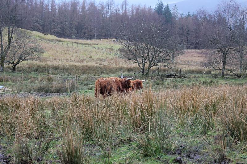 scotland186.JPG - Highland cattle - a Scottish cattle breed