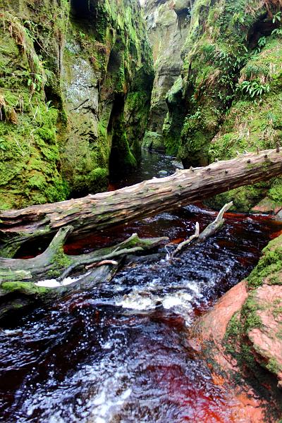scotland239.JPG - Devil's Pulpit, Finnich Glen 