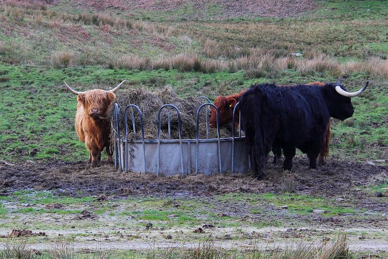scotland256.JPG - Highland cattle