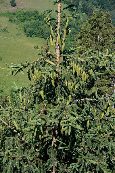serbia8337.JPG - View from our "Vila Zlatarski San"
