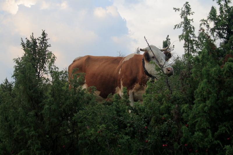 serbia8363.JPG - Uvac Special Nature Reserve