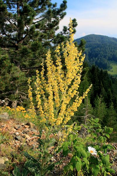 serbia8535.JPG - Park Tara