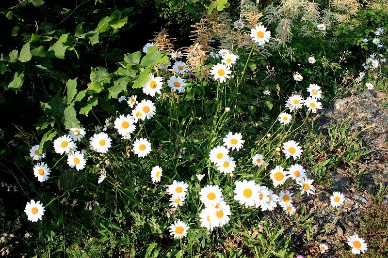 serbia8536.JPG - Park Tara