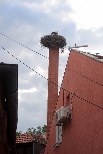 serbia8557.JPG - Sremski Karlovci 