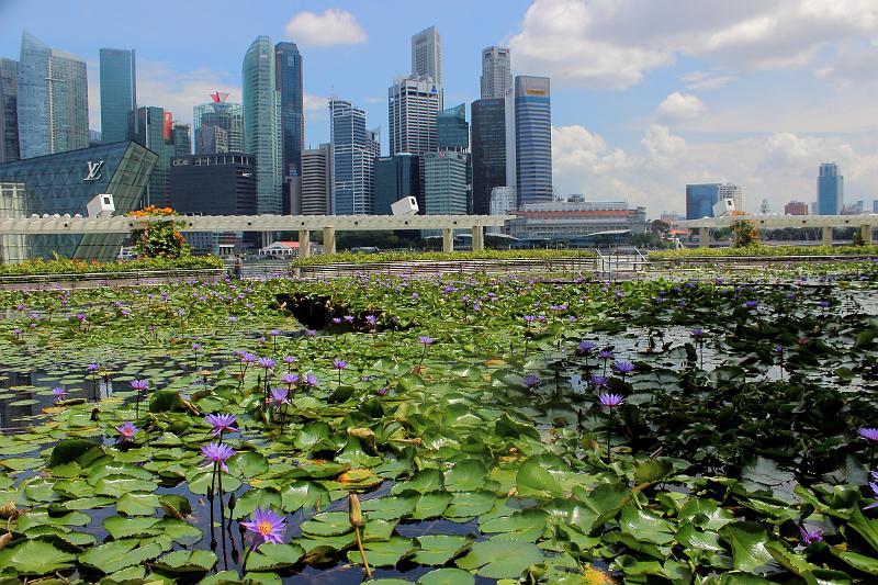 singapore032.JPG -  Lotus pond outside the ArtScience Museum 