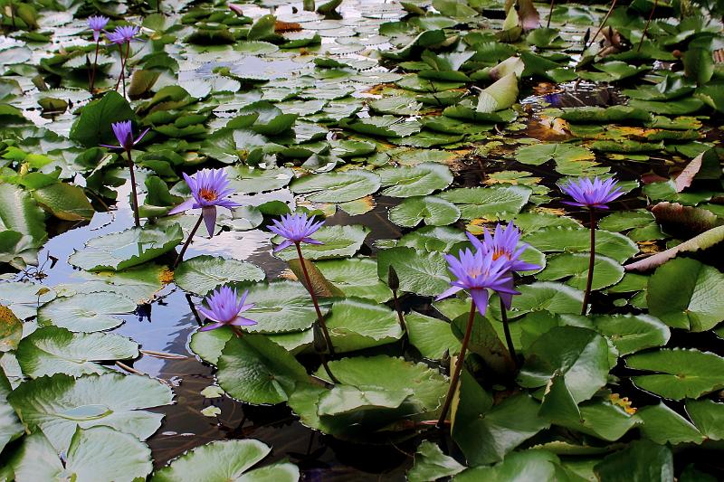singapore033.JPG -  Lotus pond outside the ArtScience Museum 