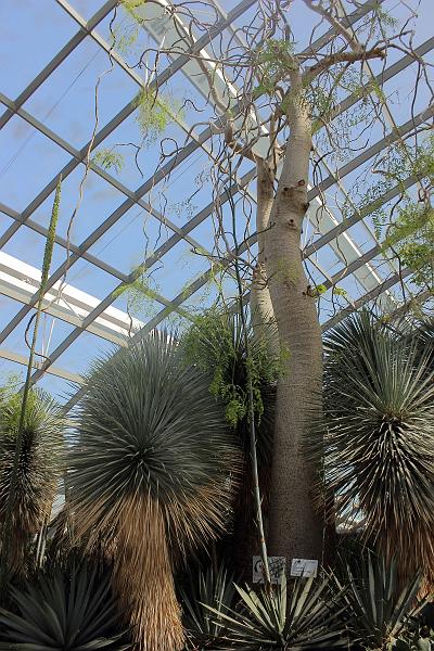 singapore054.JPG - Gardens by the Bay 