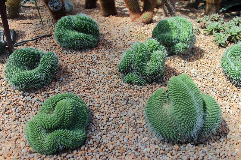 singapore055.JPG - Gardens by the Bay 