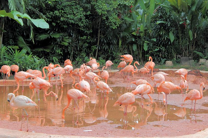 singapore116.JPG - Jurong Bird Park