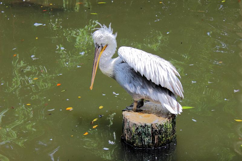 singapore117.JPG - Jurong Bird Park