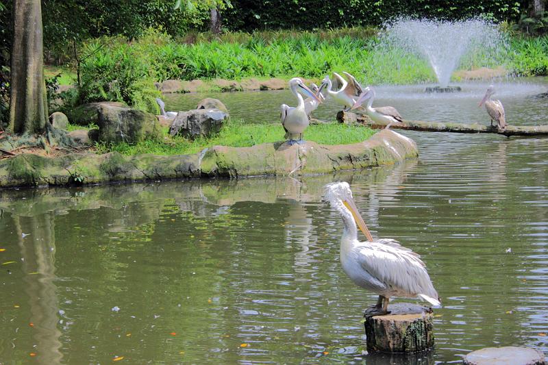 singapore118.JPG - Jurong Bird Park