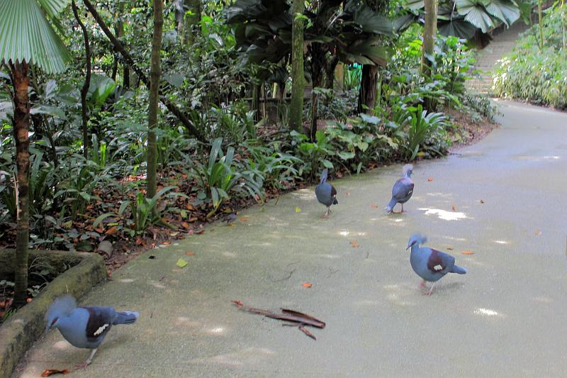 singapore120.JPG - Jurong Bird Park