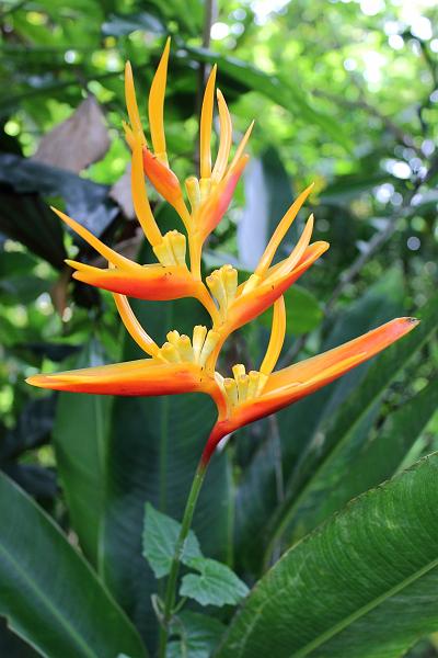 singapore121.JPG - Jurong Bird Park