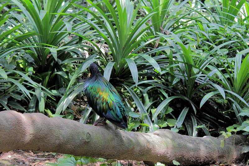 singapore122.JPG - Jurong Bird Park