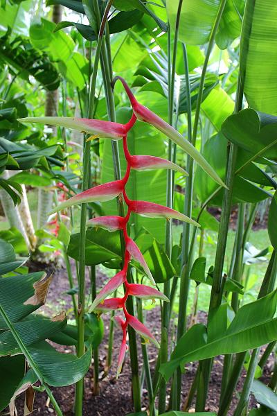 singapore125.JPG - Jurong Bird Park