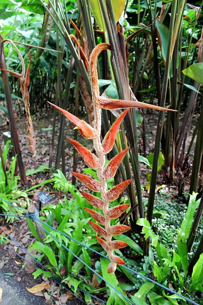 singapore126.JPG - Jurong Bird Park