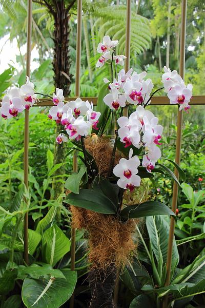 singapore129.JPG - Orchid Garden