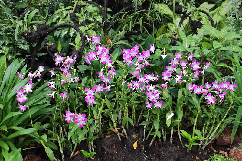 singapore130.JPG - Orchid Garden