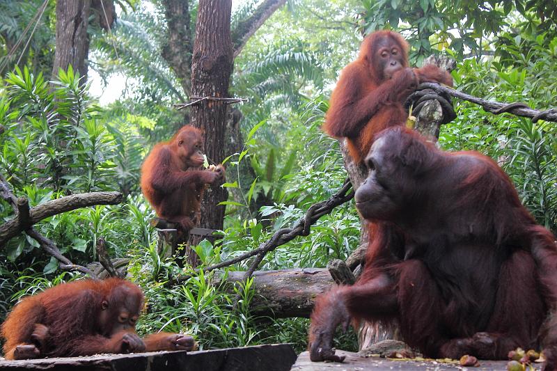 singapore180.JPG - Singapore Zoo
