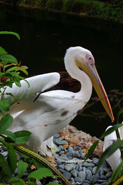 singapore184.JPG - Singapore Zoo