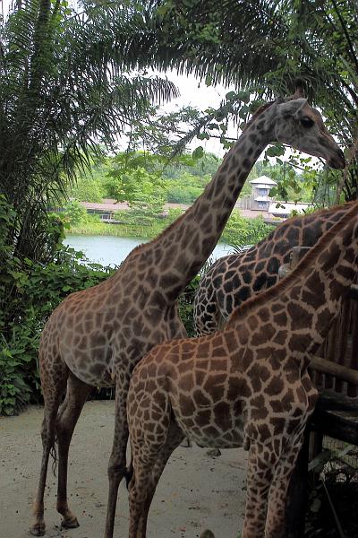 singapore186.JPG - Singapore Zoo