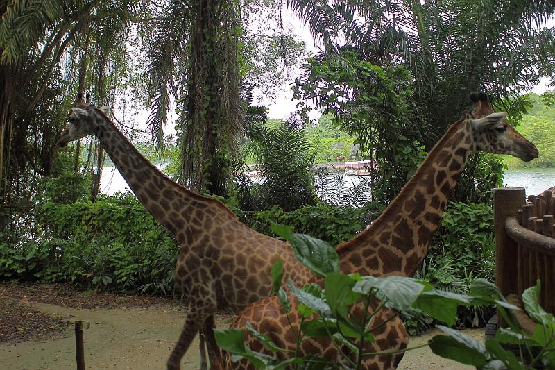 singapore187.JPG - Singapore Zoo