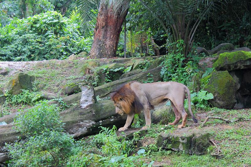 singapore189.JPG - Singapore Zoo