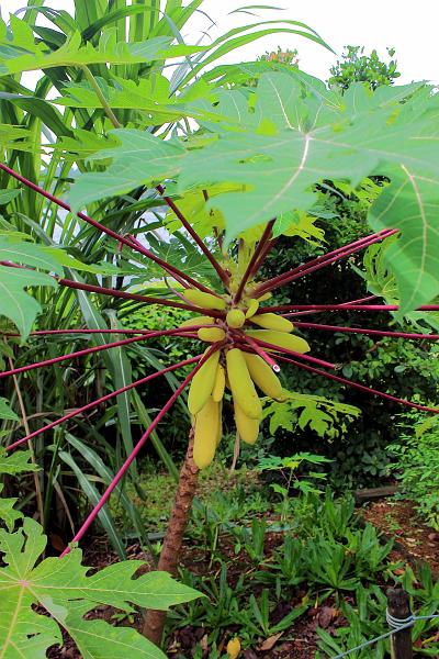 singapore190.JPG - Singapore Zoo